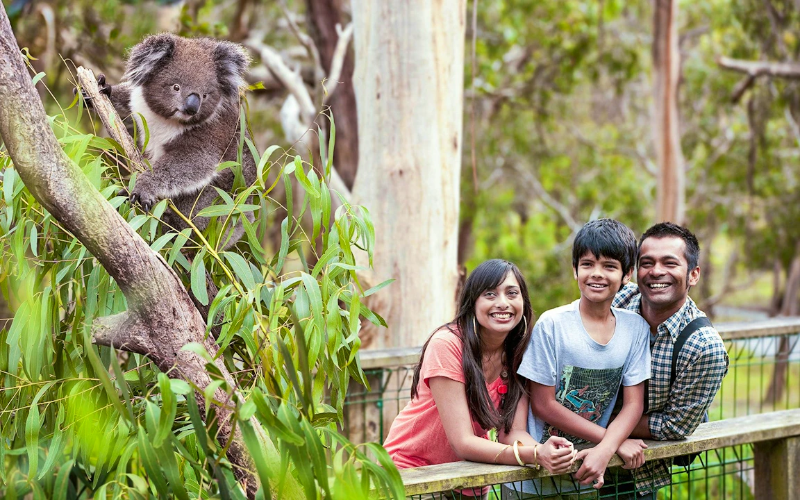 Koala Conservation Reserve in Phillip Island Discount